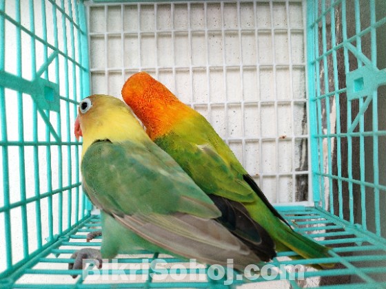 লাভ বার্ড রানিং পেয়ার